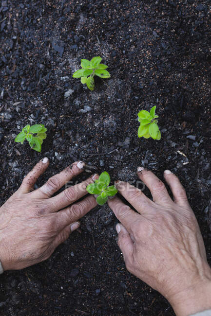 Mão de jardineiro americano africano plantando mudas no centro do jardim. especialista em viveiro de plantas de bonsai, negócio de horticultura independente. — Fotografia de Stock