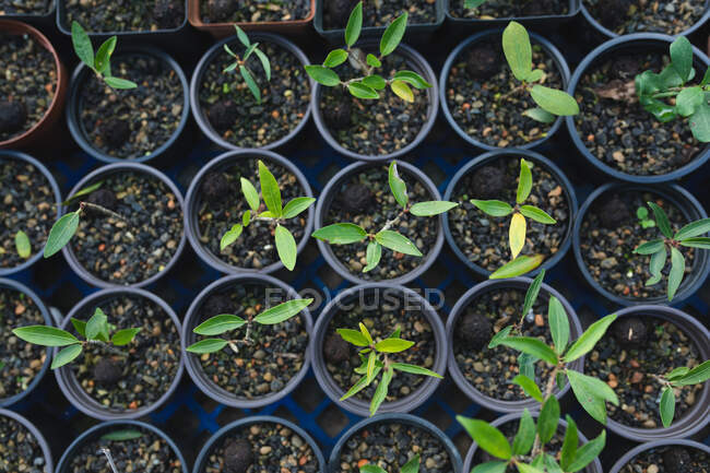Divers semis et plantes poussant dans des pots au centre de jardin. pépinière de bonsaïs spécialiste, entreprise horticole indépendante. — Photo de stock