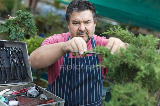 Caucasian male gardener cutting trees at garden centre. specialist working at bonsai plant nursery, independent horticulture business. — Stock Photo