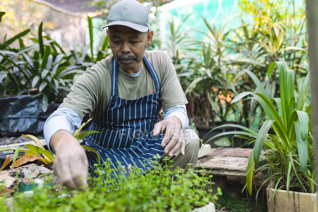 African american male gardener taking care of plants at garden centre. specialist working at bonsai plant nursery, independent horticulture business. — Stock Photo