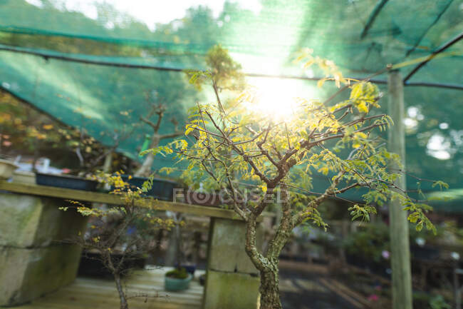 Close up of bonsai tree growing at garden centre. bonsai plant nursery, independent horticulture business. — Stock Photo