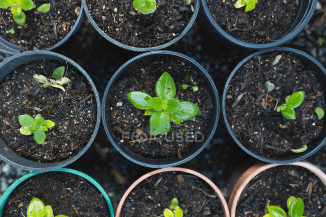 Различные саженцы и растения, растущие в горшках в центре сада. специалист бонсай питомник, независимый садоводческий бизнес. — стоковое фото