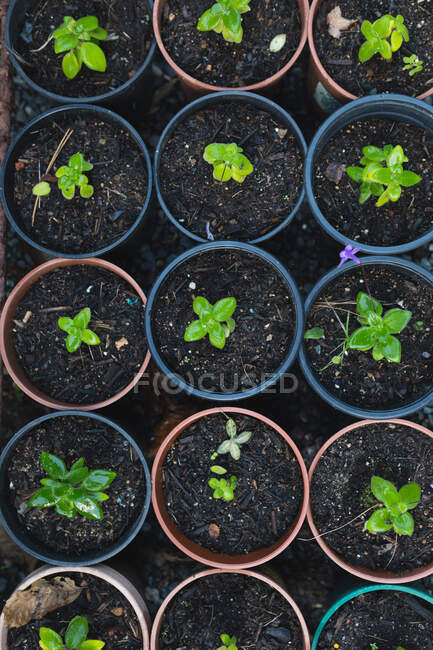Várias mudas e plantas que crescem em vasos no centro do jardim. especialista em viveiro de plantas de bonsai, negócio de horticultura independente. — Fotografia de Stock
