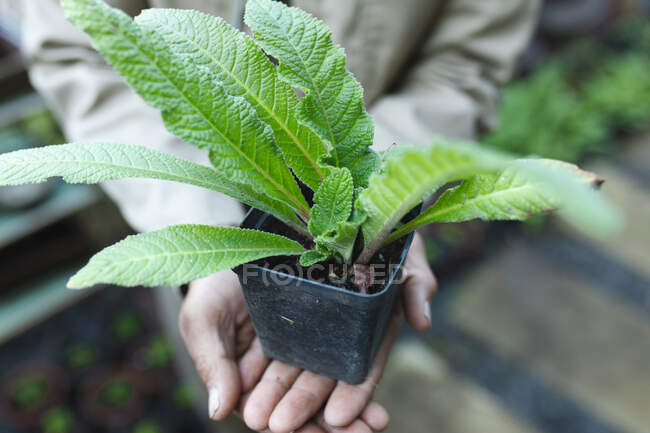 Рука кавказского садовника держит растение в горшке в садовом центре. специалист, работающий в питомнике бонсай, независимый садоводческий бизнес. — стоковое фото