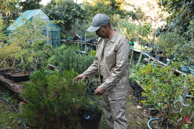Jardinero masculino afroamericano cuidando plantas en el centro de jardinería. especialista en vivero de plantas bonsái, empresa hortícola independiente. - foto de stock