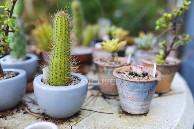 Various succulents and cacti plants growing in pots at garden centre. specialist bonsai plant nursery, independent horticulture business. — Stock Photo