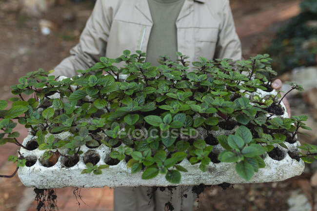 Midsection of male gardener holding cardboard with plants at garden centre. specialist working at bonsai plant nursery, independent horticulture business. — Stock Photo