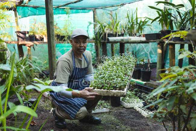 Afrikanischer Gärtner, der im Gartencenter einen Karton mit Setzlingen hält. Fachkraft in der Bonsai-Gärtnerei, selbstständiger Gartenbaubetrieb. — Stockfoto