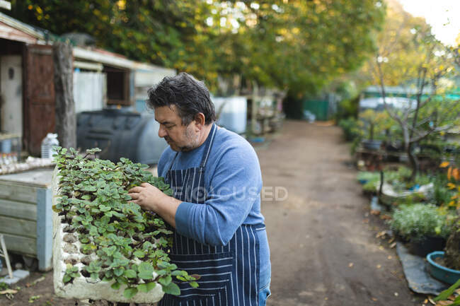 Кавказький садівник тримає ящик з саджанцями в центрі саду. Спеціаліст, який працює в розпліднику бонсай, незалежному садівництві.. — стокове фото