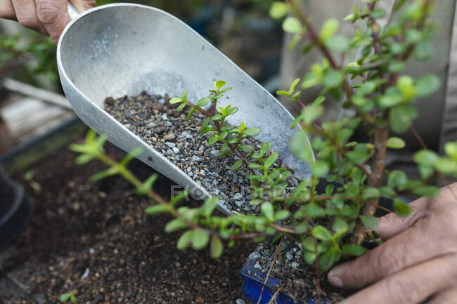Hände eines afrikanisch-amerikanischen Gärtners pflanzen Setzlinge im Gartencenter. Fachkraft in der Bonsai-Gärtnerei, selbstständiger Gartenbaubetrieb. — Stockfoto