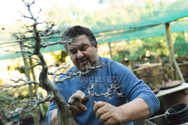 Jardineiro masculino caucasiano cuidando de bonsai árvore no centro do jardim. especialista que trabalha no viveiro de plantas bonsai, negócio de horticultura independente. — Fotografia de Stock