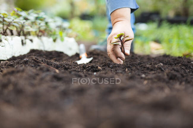 Mão de jardineiro masculino plantando mudas no centro do jardim. especialista que trabalha no viveiro de plantas bonsai, negócio de horticultura independente. — Fotografia de Stock