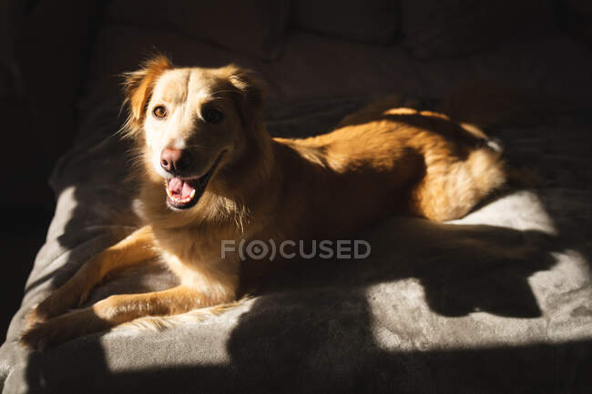 Close up of dog lying on bed alone. domestic lifestyle, spending free time at home. — Stock Photo
