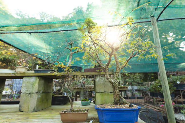 Großaufnahme eines Bonsai-Baumes, der im Gartencenter wächst. Bonsai-Gärtnerei, unabhängiger Gartenbaubetrieb. — Stockfoto