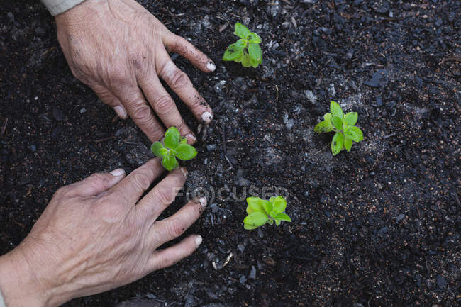 Hand eines afrikanisch-amerikanischen Gärtners beim Pflanzen von Setzlingen im Gartencenter. Fachkraft in der Bonsai-Gärtnerei, selbstständiger Gartenbaubetrieb. — Stockfoto