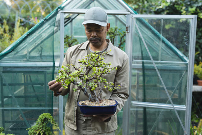 African american male gardener holding bonsai tree at garden centre. specialist working at bonsai plant nursery, independent horticulture business. — Stock Photo