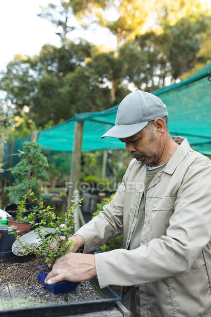 Jardinier afro-américain masculin prenant soin de la plante au centre de jardin. spécialiste travaillant dans la pépinière de bonsaï, entreprise horticole indépendante. — Photo de stock
