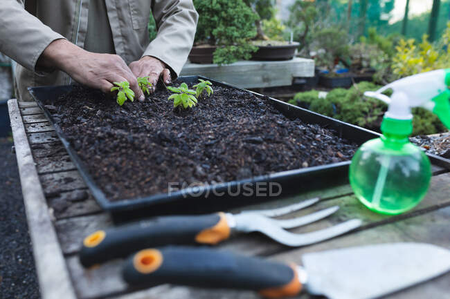 Руки чоловічого садівника висаджують розсаду в садовому центрі. спеціаліст, що працює в розпліднику бонсайських рослин, незалежний садівничий бізнес . — стокове фото
