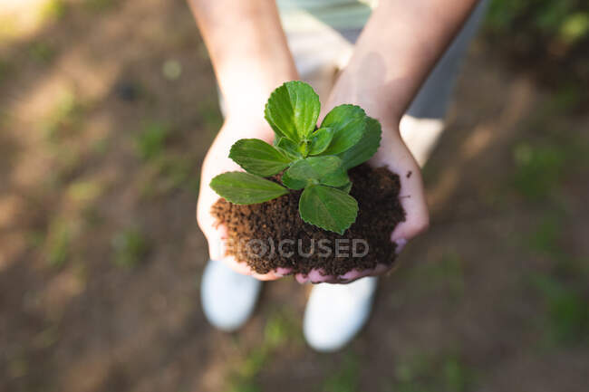 Hands of girl holding seedling in backyard. domestic lifestyle and spending quality time at home. — Stock Photo