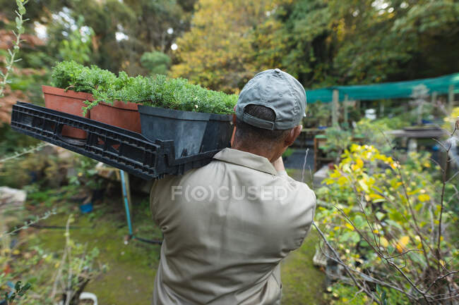 Vue arrière du jardinier afro-américain tenant une boîte avec des plantes au centre de jardin. spécialiste travaillant dans la pépinière de bonsaï, entreprise horticole indépendante. — Photo de stock