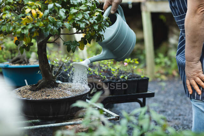 Mani di giardiniere maschio che innaffia bonsai al centro del giardino. specialista che lavora presso vivaio bonsai, attività orticola indipendente. — Foto stock