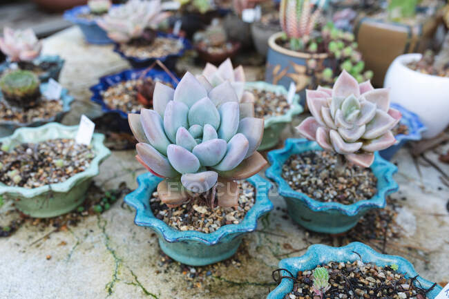 Various succulents and plants in pots at garden centre. specialist bonsai plant nursery, independent horticulture business. — Stock Photo