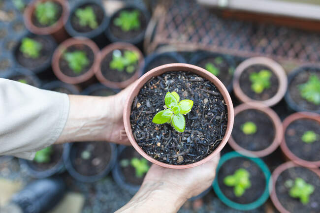 Hände eines afrikanisch-amerikanischen Gärtners, der im Gartencenter einen Topf mit Pflanze hält. Fachkraft in der Bonsai-Gärtnerei, selbstständiger Gartenbaubetrieb. — Stockfoto