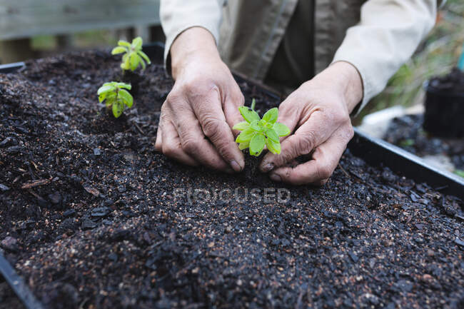 Рука афроамериканського садівника, який висаджує розсаду в садовому центрі. спеціаліст, що працює в розпліднику бонсайських рослин, незалежний садівничий бізнес . — стокове фото