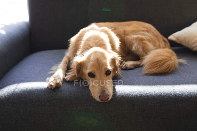 Acercamiento del perro acostado en el sofá solo. estilo de vida doméstico, pasar tiempo libre en casa. - foto de stock