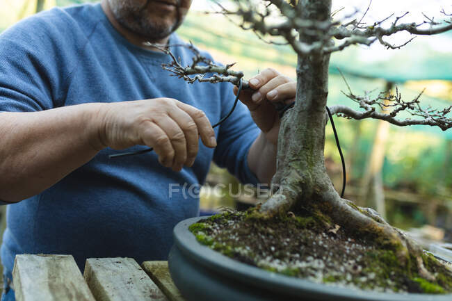 Sección media del jardinero masculino caucásico cuidando del árbol bonsái en el centro del jardín. especialista en vivero de plantas bonsái, empresa hortícola independiente. - foto de stock