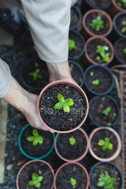Mani di giardiniere maschio che tengono la pentola con pianta a centro di giardino. specialista che lavora presso vivaio bonsai, attività orticola indipendente. — Foto stock