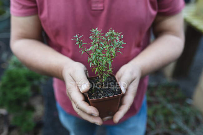 Mano di giardiniere maschio che tiene una pianta in vaso a centro di giardino. specialista che lavora presso vivaio bonsai, attività orticola indipendente. — Foto stock