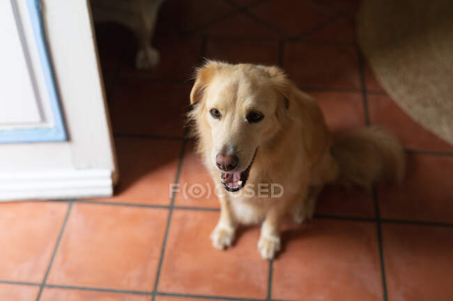 Primo piano di cane domestico seduto sul pavimento in soggiorno. stile di vita domestico, godendo del tempo libero a casa. — Foto stock