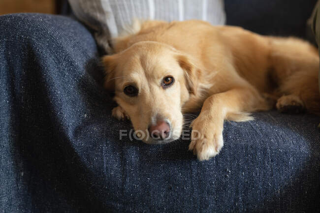 Close up of pet dog lying on sofa in living room. domestic lifestyle, enjoying leisure time at home. — Stock Photo