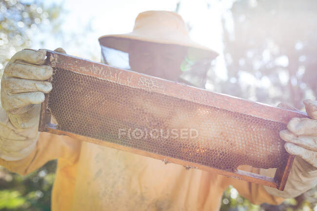 Caucasian senior man wearing beekeeper uniform holding a honeycomb with bees. beekeeping, apiary and honey production concept. — Stock Photo