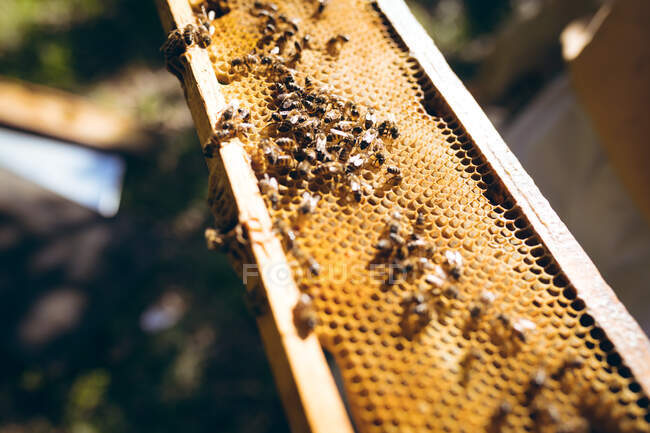 Близько медоносця з бджолами готові збирати мед. концепція виробництва бджільництва, пасіки та меду . — стокове фото