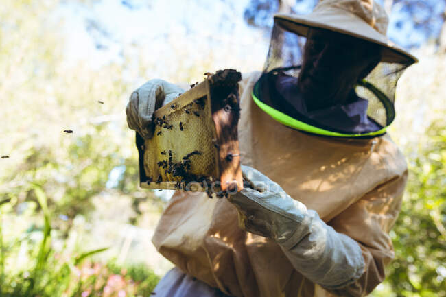 Hombre mayor caucásico con uniforme de apicultor sosteniendo un panal con abejas. apicultura, apicultura y producción de miel. - foto de stock