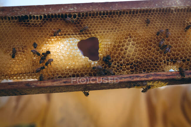 Close up de favo de mel com abelhas prontas para coletar mel. conceito de apicultura, apiário e produção de mel. — Fotografia de Stock