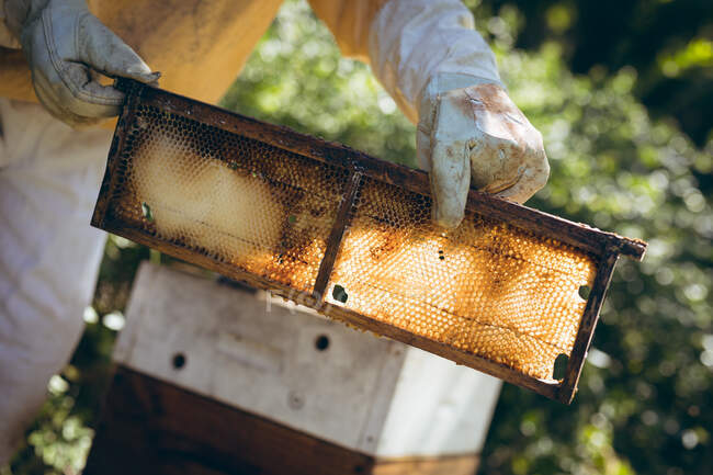 Mãos de homem sênior vestindo uniforme de apicultor segurando um favo de mel com abelhas. conceito de apicultura, apiário e produção de mel. — Fotografia de Stock