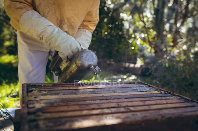 Sección media del hombre con uniforme de apicultor tratando de calmar a las abejas con humo. apicultura, apicultura y producción de miel. - foto de stock