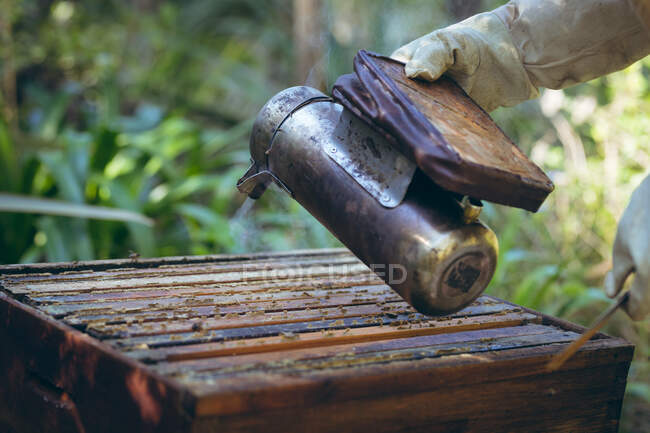 Mãos de homem sênior vestindo uniforme de apicultor tentando acalmar abelhas com fumaça. conceito de apicultura, apiário e produção de mel. — Fotografia de Stock