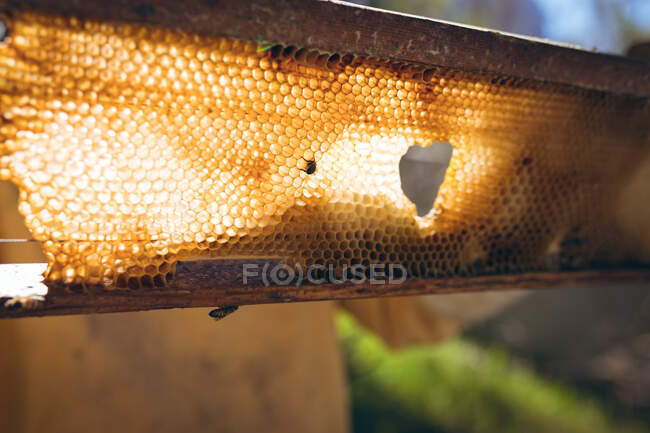 Primer plano de panal con abejas listas para recoger miel. apicultura, apicultura y producción de miel. - foto de stock