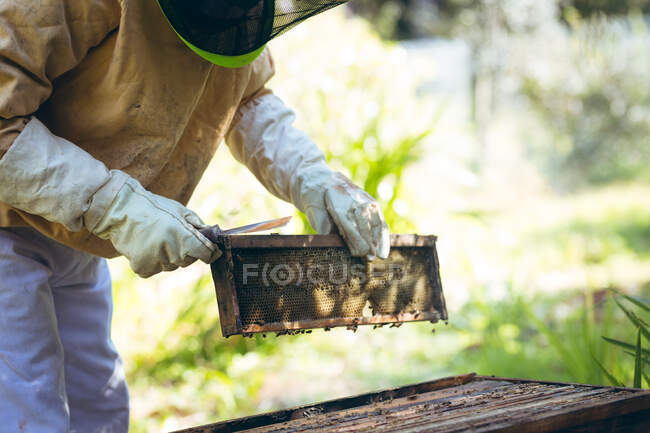 Sección media del hombre mayor caucásico con uniforme de apicultor sosteniendo un panal. apicultura, apicultura y producción de miel. - foto de stock