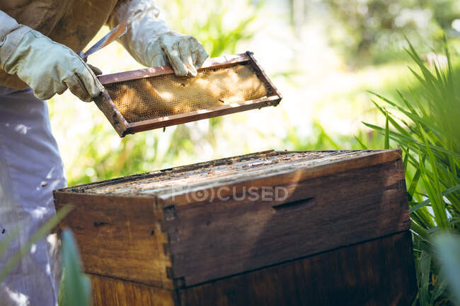 Hands of senior man wearing beekeeper uniform holding a honeycomb. beekeeping, apiary and honey production concept. — Stock Photo