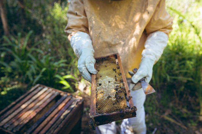 Midsection of man wearing beekeeper uniform holding a honeycomb with bees. beekeeping, apiary and honey production concept. — Stock Photo