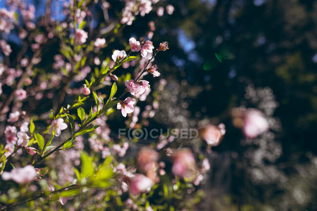 Close up of tree blooming in pink in garden. nature, spring freshness and gardening concept. — Stock Photo