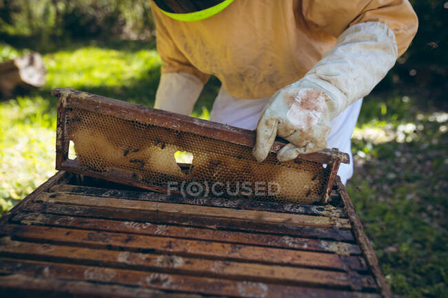 Midsection of caucasian senior man wearing beekeeper uniform holding a honeycomb with bees. beekeeping, apiary and honey production concept. — Stock Photo