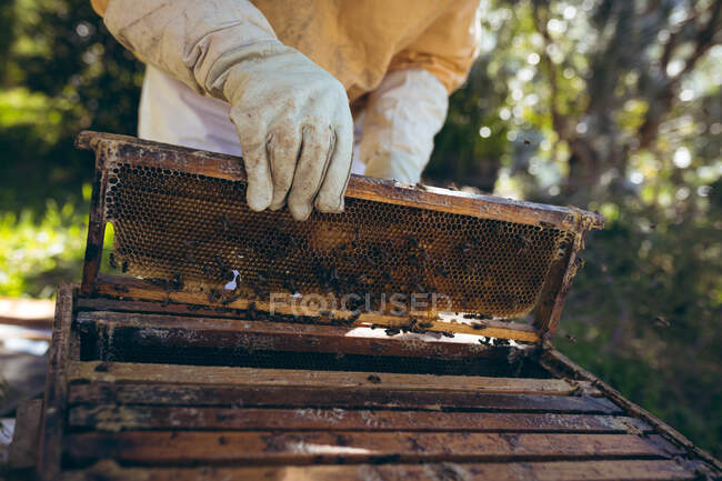 Manos de hombre mayor caucásico con uniforme de apicultor sosteniendo un panal con abejas. apicultura, apicultura y producción de miel. - foto de stock