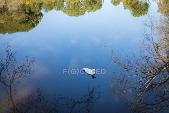 Vista do pato no lago no campo. saudável, estilo de vida ao ar livre ativo e tempo de lazer. — Fotografia de Stock