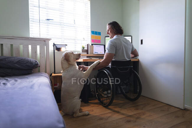 Caucasian disabled man sitting on wheelchair touching his dog while using laptop working from home. disability and handicap concept — Stock Photo